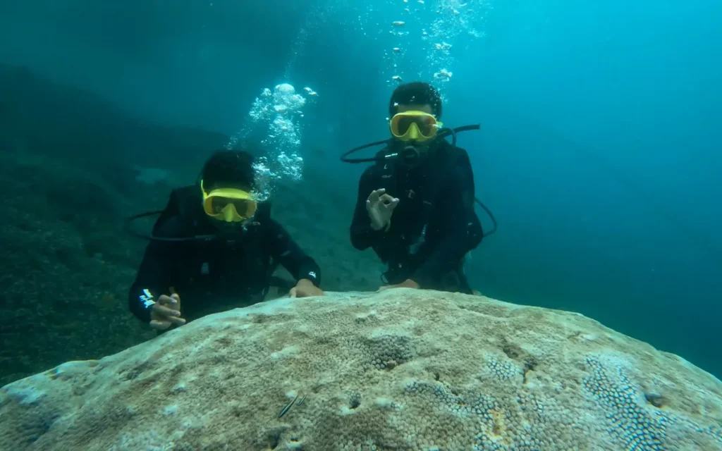Two scuba divers beside a coral head